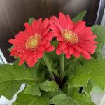 生花or鉢物プレゼント