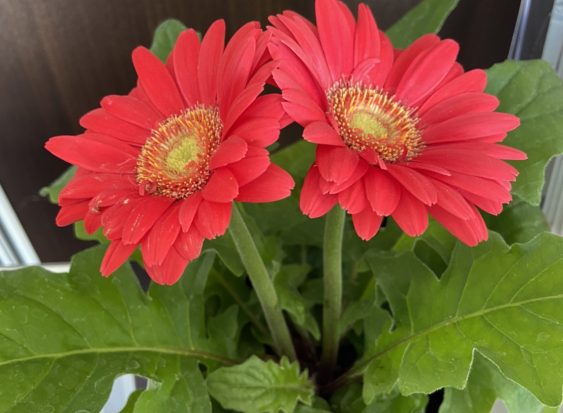 生花or鉢物プレゼント