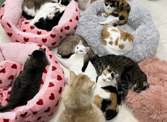 NPO法人 保護猫カフェ love.lab(ラブ.ラブ)