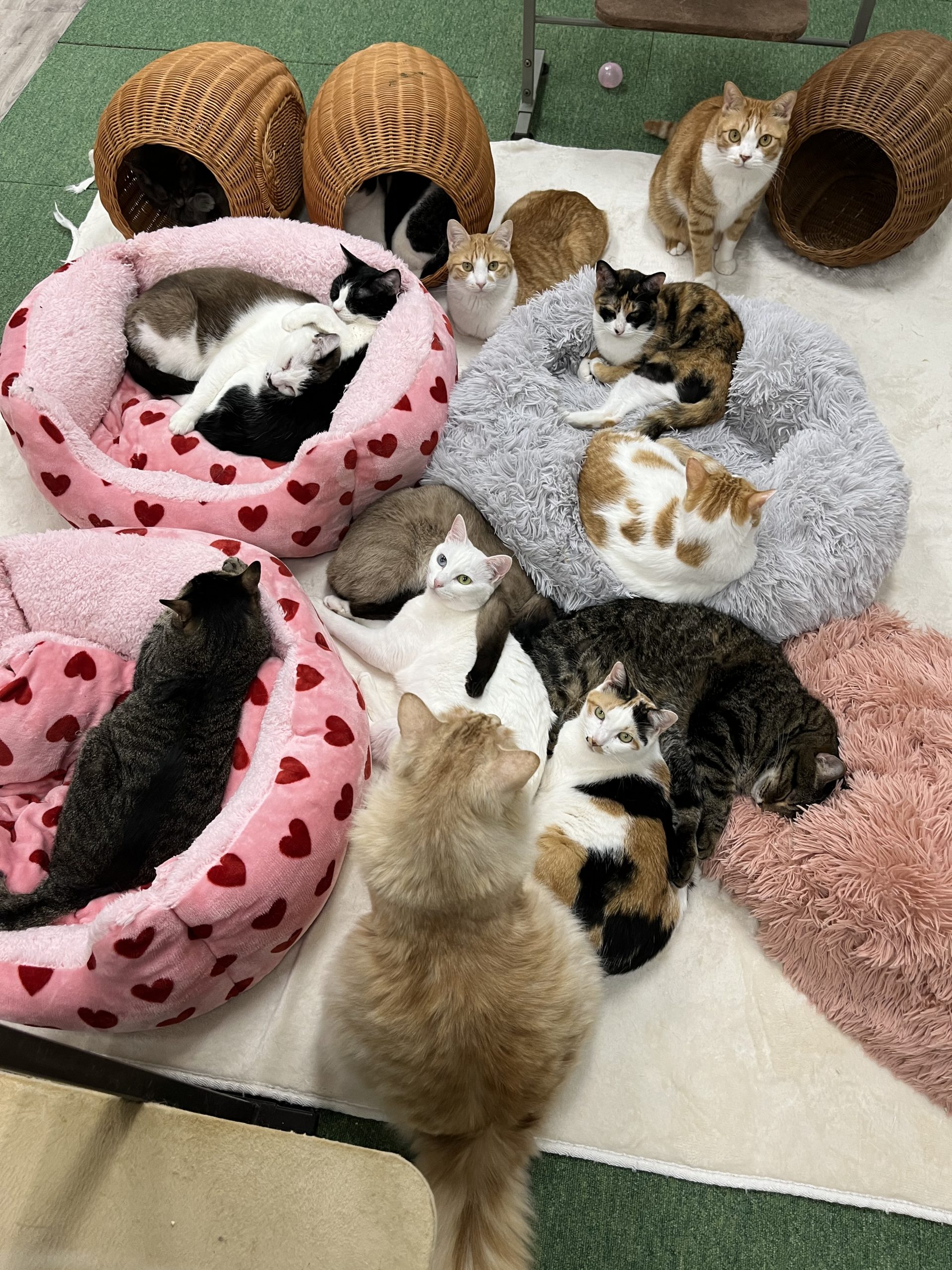NPO法人 保護猫カフェ love.lab(ラブ.ラブ)